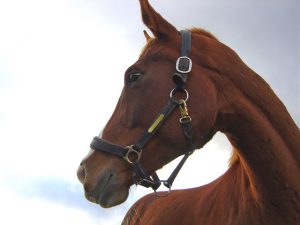 Brown horse with head turned, profile